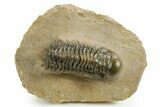 Detailed Crotalocephalina Trilobite - Atchana, Morocco #359537-3